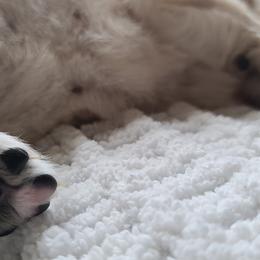 Golden Retriever Puppies from Southern Golden Retrievers