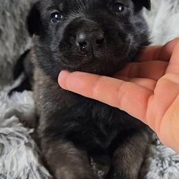 Teeze's Blue - Mahogany male Belgian Malinois puppy in Berry, Alabama from North River k9