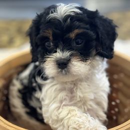 Cavapoo and Shihpoo Puppies from Haus of Doodles