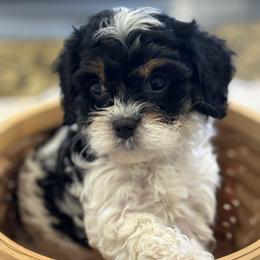 Cavapoo and Shihpoo Puppies from Haus of Doodles