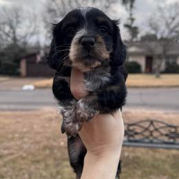 Midnight - Piebald female Dachshund puppy in Burleson, Texas from Sarah’s Dachshies