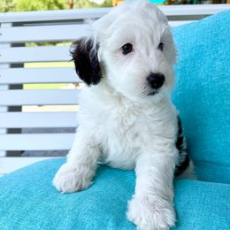 April - Black and white female Sheepadoodle puppy in Roseburg, Oregon from Sharon’s Sheepadoodle’s