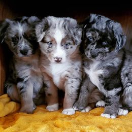 Australian Cattle Dog and Australian Shepherd Puppies from Silver Bitch Stables