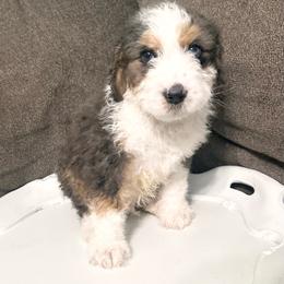 Green collar - Blue merle male Aussiedoodle puppy in Melrose, Florida from Howdilly Doodley