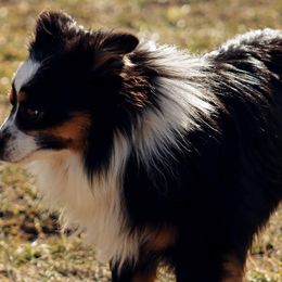 Toy Australian Shepherds from Marvel T Farm