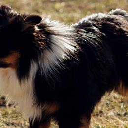 Toy Australian Shepherds from Marvel T Farm