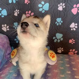 Siberian Husky Puppies from Canace Siberians