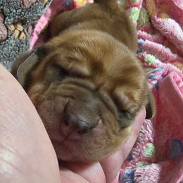 5 Pink collar - Brown and white female Basset Hound puppy in Moore, Oklahoma from Boomer Basset Hound Babies