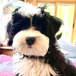 Bernedoodle Puppies from Pleasant Creek Minibernedoodles