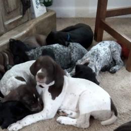 German Shorthaired Pointers from Rio's