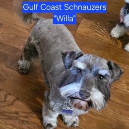 Willa - Liver female Miniature Schnauzer puppy in Mobile, Alabama from Gulf Coast Schnauzers
