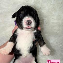 Dawn - Tri-color female Bernedoodle puppy in Beecher, Illinois from Erica’s Doodles