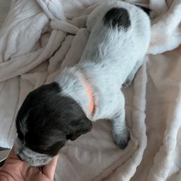 Wirehaired Pointing Griffon Puppies from Happy Hollow Griffons