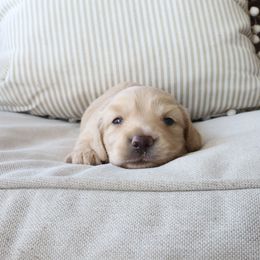 Butters - Cream male Dachshund puppy in Mc Donough, Georgia from Hot Diggity Doxies