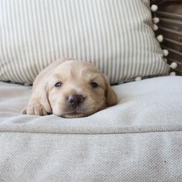 Butters - Cream male Dachshund puppy in Mc Donough, Georgia from Hot Diggity Doxies
