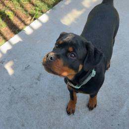 Yellow Female - Black and mahogany female Rottweiler puppy in Humble, Texas from Inexorable Haus Early Rotts