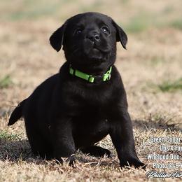 Fancy Boy 3 - Black male Labrador Retriever puppy in Point, Texas from Lakylu Kennels