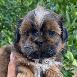 Yellow - Tricolor male Shih Tzu puppy in Chico, California from North State Shih tzus