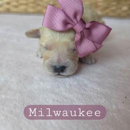 Millee (Milwaukee) - female Cavapoochon puppy in Bullard, Texas from Cavapoochon Central LLC