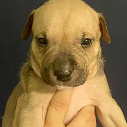 Squirrel - Blue fawn male American Staffordshire Terrier puppy in Monroe, Georgia from Irresistibull Staffords