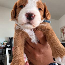 Flint - Red male Bernedoodle puppy in Glendale, Arizona from CocoLove Doodles