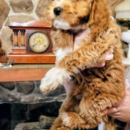 Australian Labradoodle, Bernedoodle, Goldendoodle, Poodle, and Sheepadoodle Puppies from Sutton Place Doodles