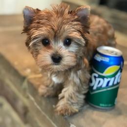 Maltese and Yorkshire Terrier Puppies from Precious Paws Maltese and Yorkies