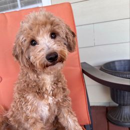 Ellie - Goldendoodle
