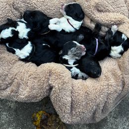 Sheepadoodle puppies from Love Tallulah Sheepadoodles LLC