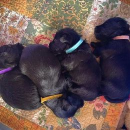 Scottish Terrier Puppies from Rudy’s Scottish Terrier