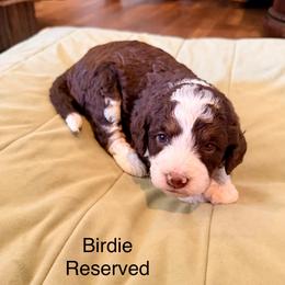 Birdie - Tri-color female Bernedoodle puppy in Royse City, Texas from Platinum Bernedoodles of Texas