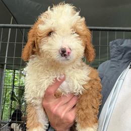 Fiona - Red  female Goldendoodle puppy in Willits, California from Big Island Goldendoodles