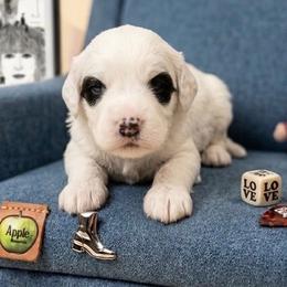 Ringo - Tri-color male Australian Labradoodle puppy in Decatur, Alabama from Southern Meadows Doodles