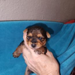 Green Collar - Black and tan male Yorkshire Terrier puppy in Sidney, Ohio from Little Yorkie World