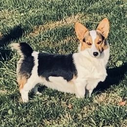 Tiki - American Corgi