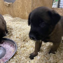Dutch Shepherd and xDutch Shepherd Puppies from Raw Nature K9