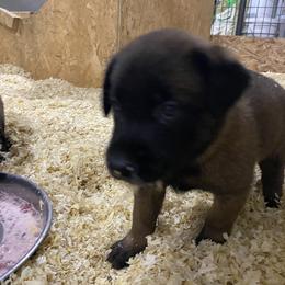 Dutch Shepherd and xDutch Shepherd Puppies from Raw Nature K9