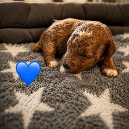 Cogburn - Red  male Poodle puppy in Lance Creek, Wyoming from CK Poodles LLC