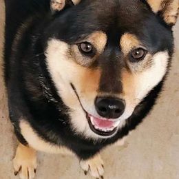MAVERICK - Shiba Inu