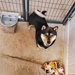 MAVERICK - Shiba Inu
