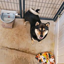 MAVERICK - Shiba Inu