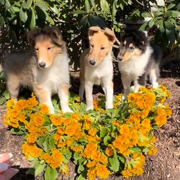 Collie Puppies from Verterra Collies