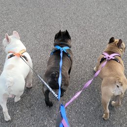 French Bulldog All Grown Up from Ohio Valley Frenchies