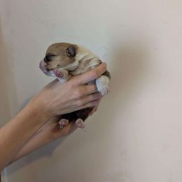 Pembroke Welsh Corgi Puppies from Mount Garfield Corgis