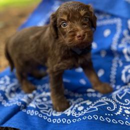 Bonsai - Red phantom male Aussiedoodle puppy in Chattanooga, Tennessee from Leafy Acre Mini Farm