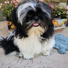 Chester - Black and white male Shih Tzu puppy in Tucson, Arizona from Dollface Shih Tzu