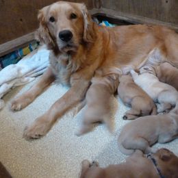 Golden Retriever Puppies from Hunnydew Goldens