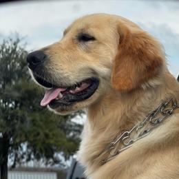 Buddy - Golden Retriever