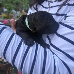 Eleanor - Silver female Poodle puppy in Shoreline, Washington from Fluffy Poodles