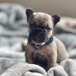 Eddie fawn sable  from OFA'd parents - Fawn male French Bulldog puppy in Billings, Montana from Montana Made Frenchies
